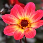 boylecheloid flower