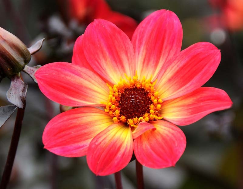 boylecheloid flower