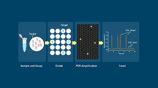 Copy Number Variation Assay