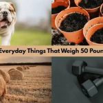 things that weigh 50 pounds